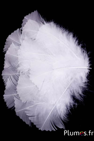 Dinde crantée - 6-8 cm - blanc